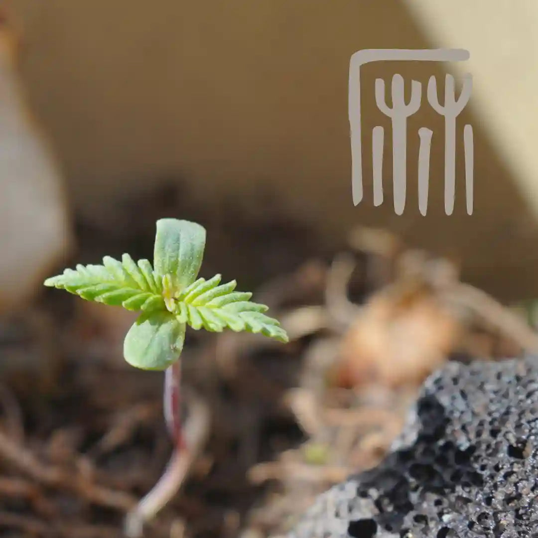 Hemp seedling to represent the purity of actual all hemp fabric